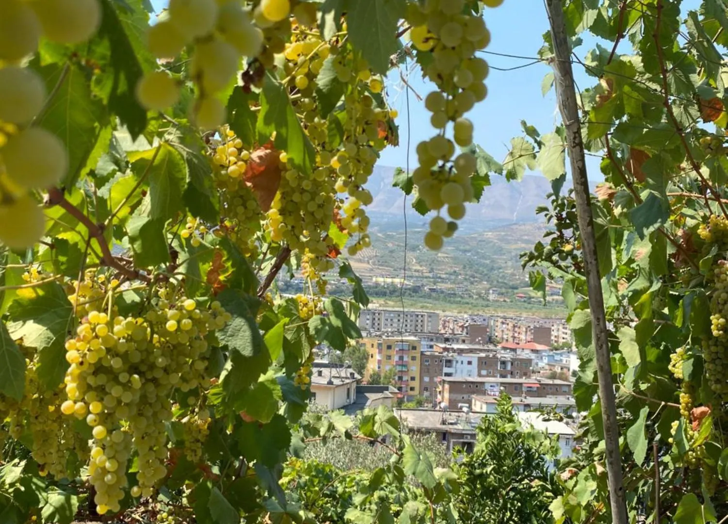 Elli'S Villa Berat